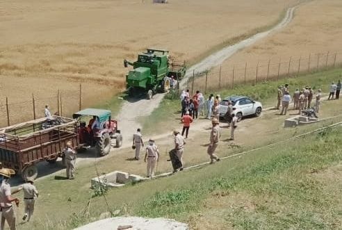crop of wheat harvested in presence of police after uproar on up border