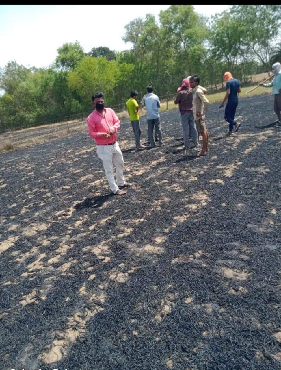 Spark from high-tension line, 15 bigha crop burnt