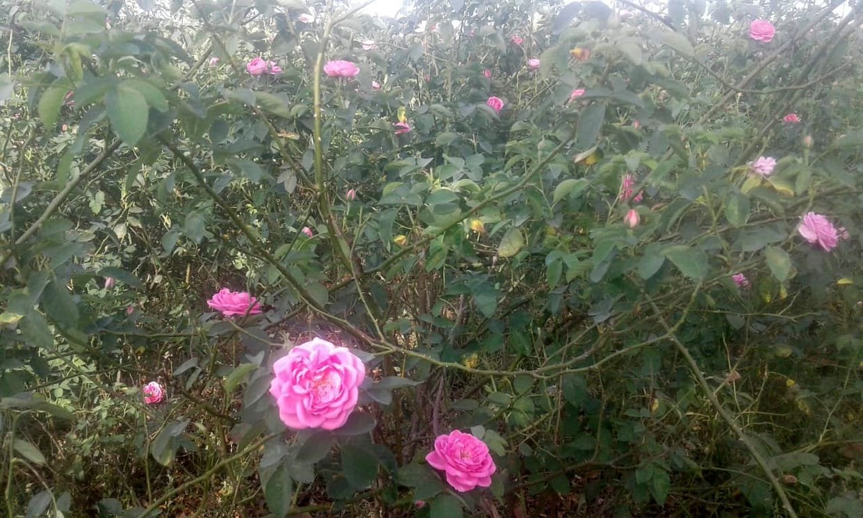 lokadaun: laal gulaab ka rang pada pheeka