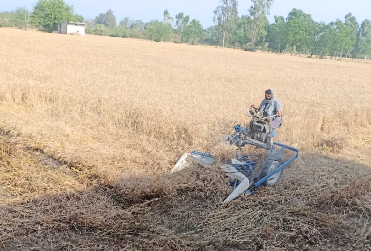 wheat crop cutting started in una in himachal pradesh
