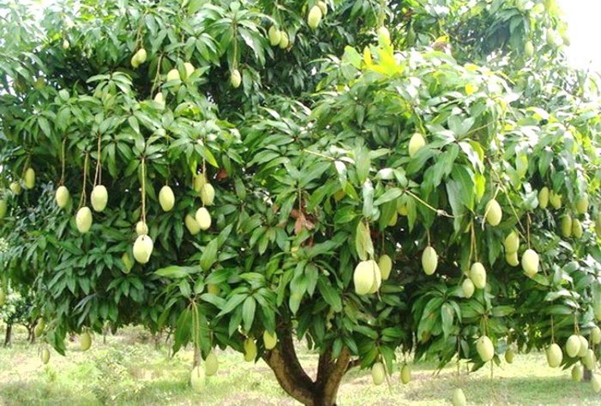To protect mango trees from insects, CSA issued advisory