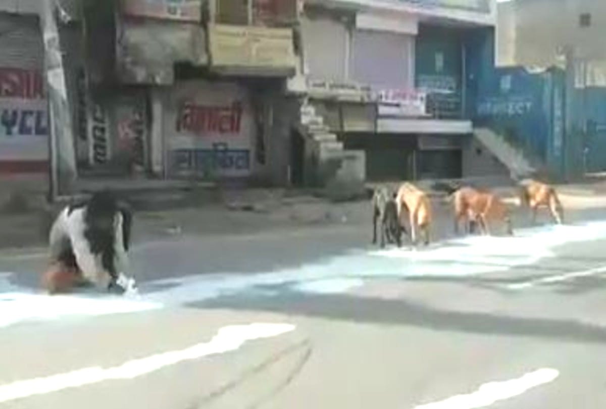 lockdown update: man and dogs sharing milk spread on the road in agra