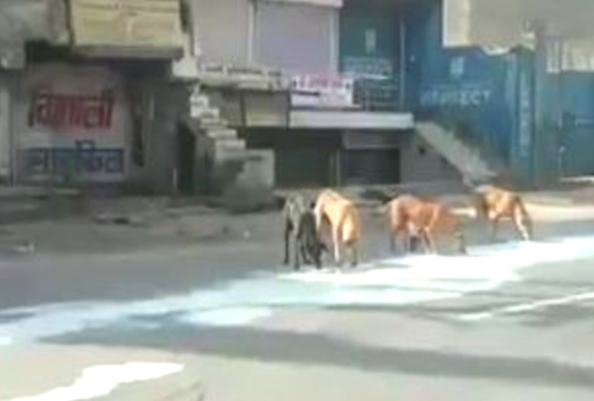 lockdown update: man and dogs sharing milk spread on the road in agra