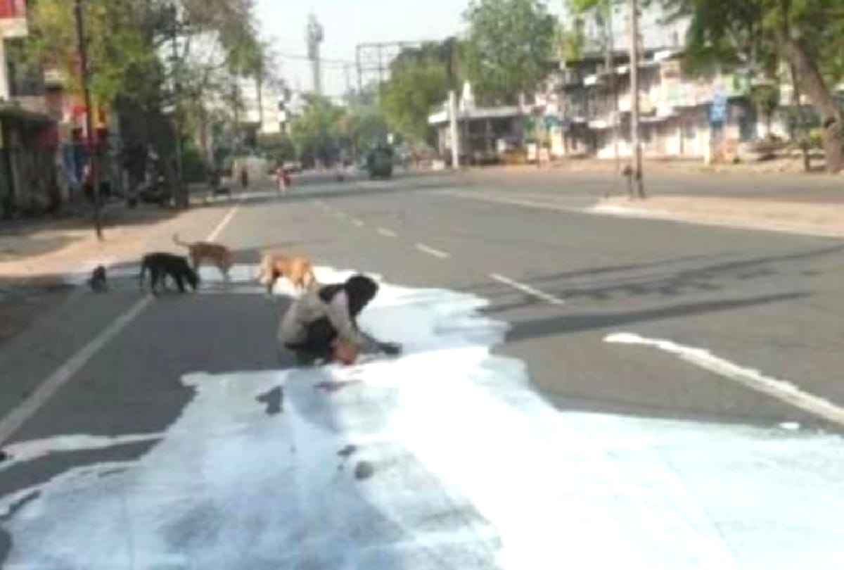lockdown update: man and dogs sharing milk spread on the road in agra