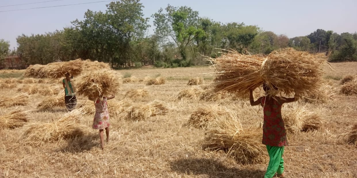 children assist in farming