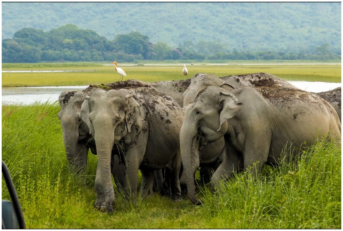 mysterious elephants death in south africa botswana amid coronavirus panademic