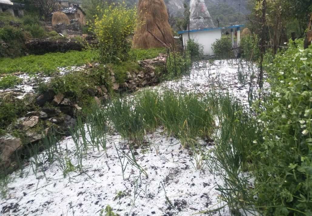Hail damage to crops