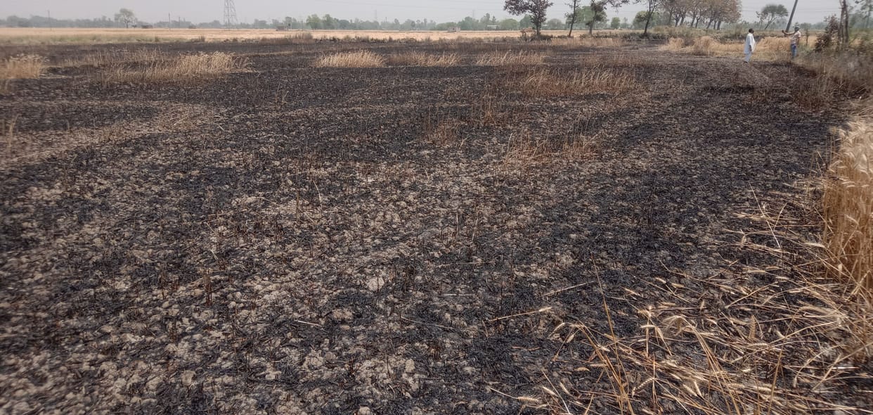 Wheat crop burnt