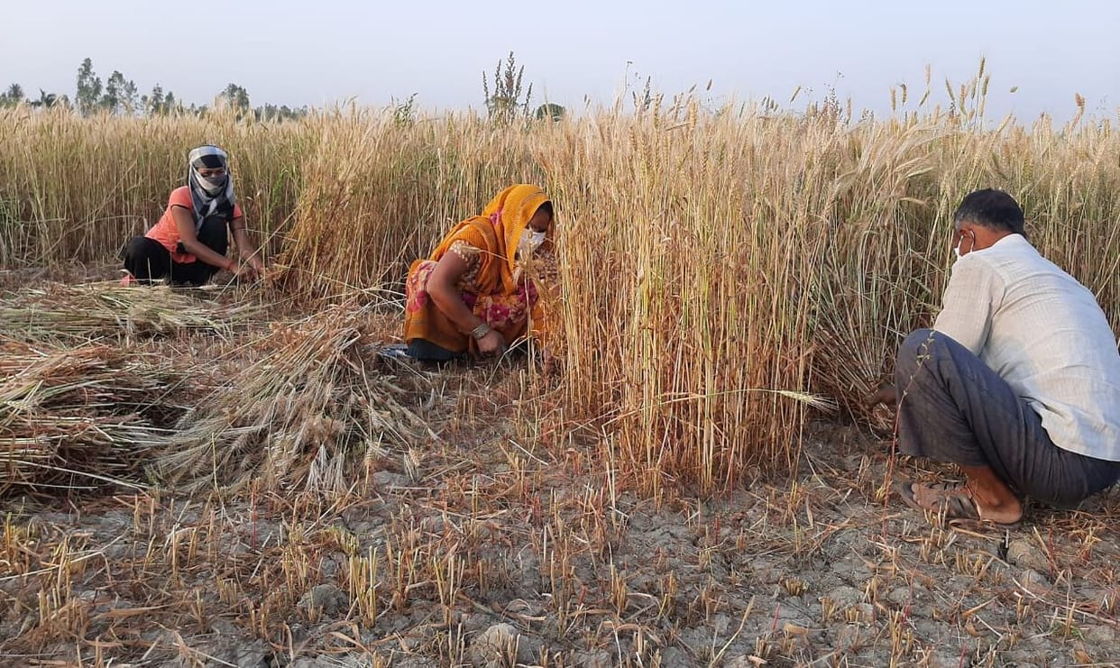 Social distancing in the fields is getting its harvesting