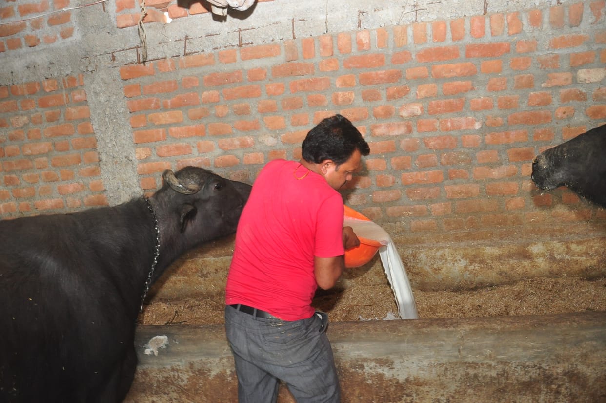 50 percent demand is less in milk, animal owner on big crises