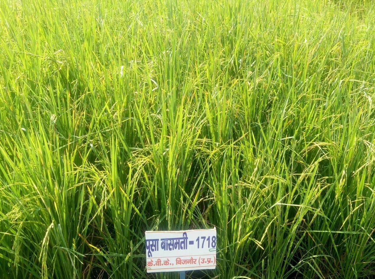 Farmers will cultivate disease-free basmati paddy