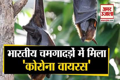 'bat coronavirus' in two indian bat species in ICMR Study On Coronavirus