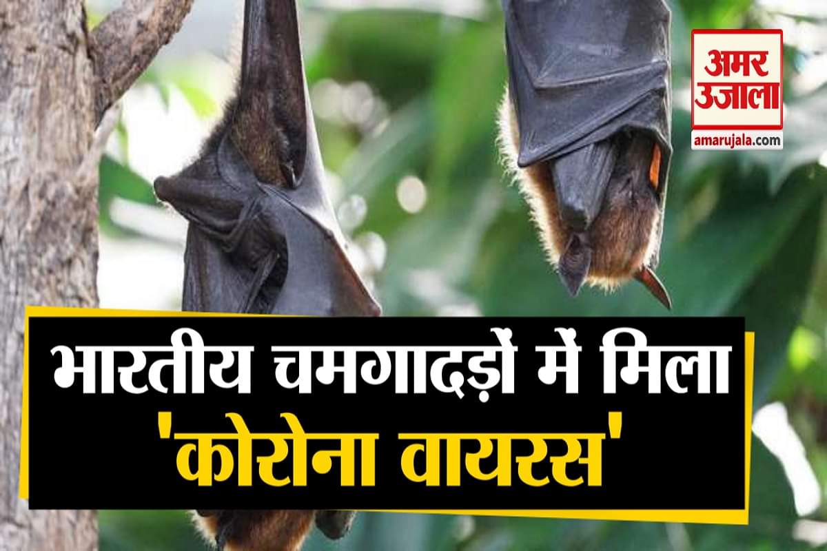 भारतीय चमगादड़