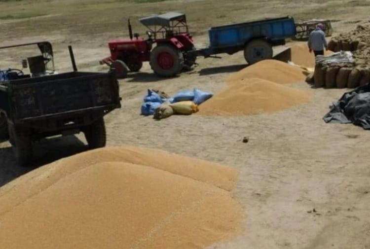 Wheat procurement starts in mandis from today in Punjab