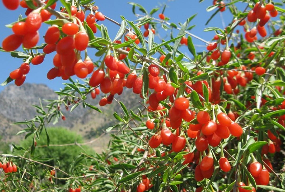 Impressive Healthy facts about goji berry is good for health or wolfberry health benefits