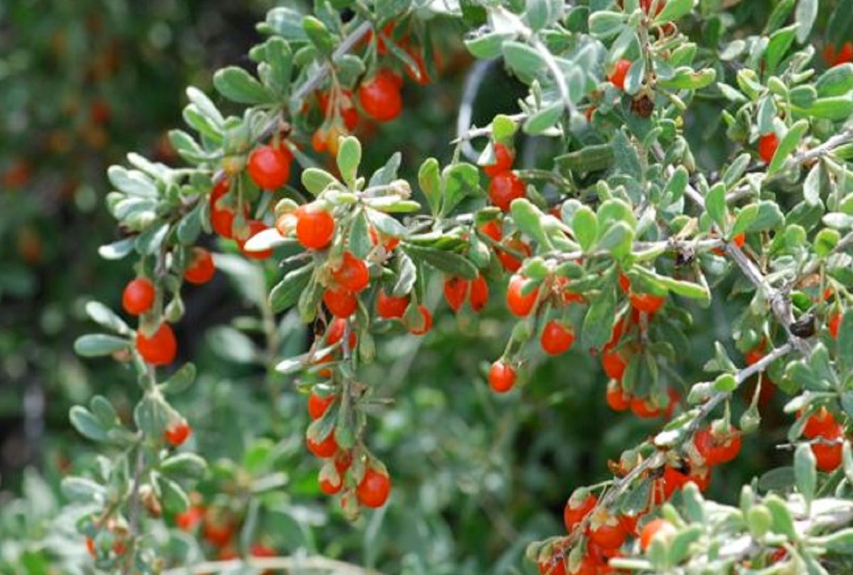 Impressive Healthy facts about goji berry is good for health or wolfberry health benefits