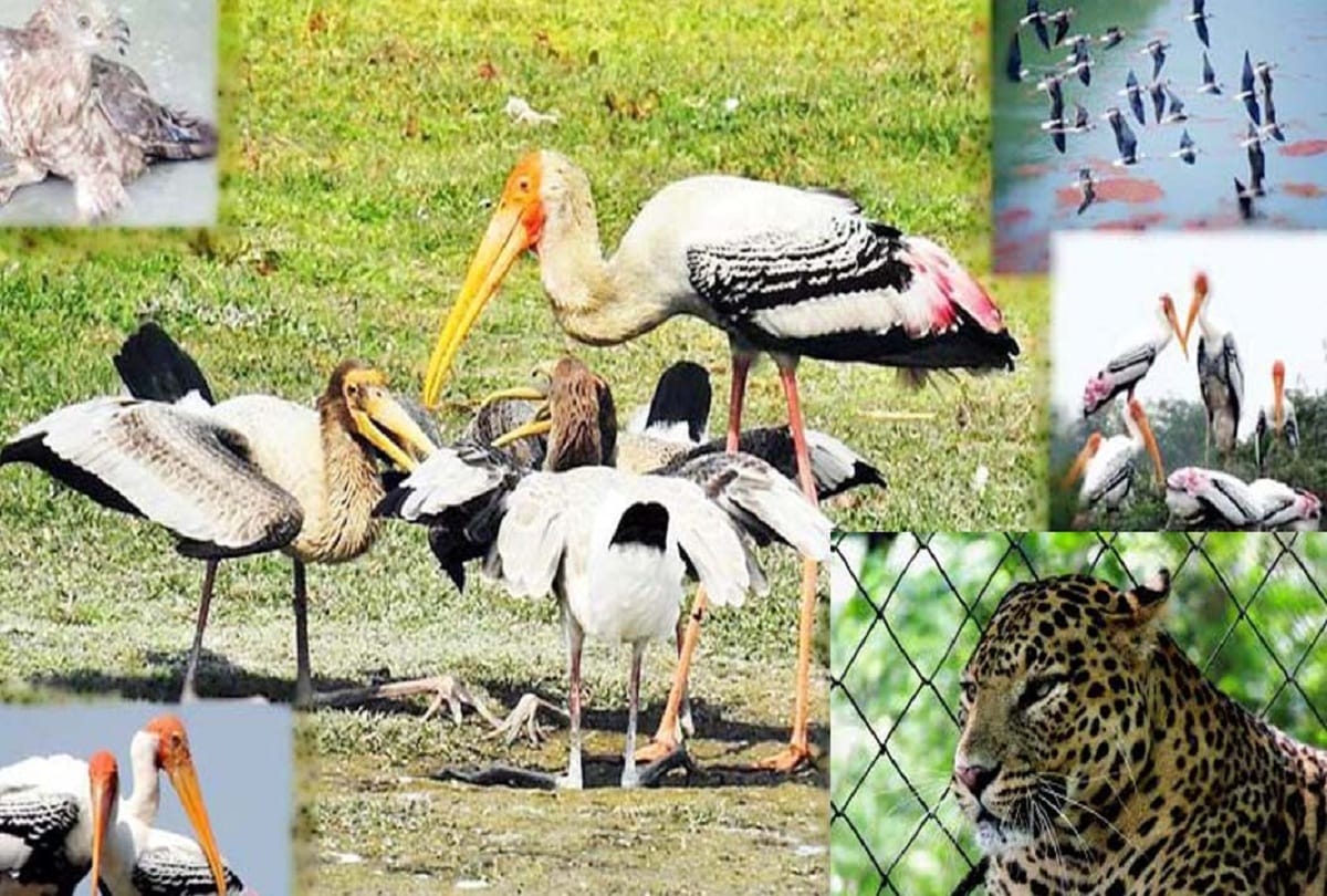 Centre directs zoos to submit daily report to Central Zoo Authority over bird flu