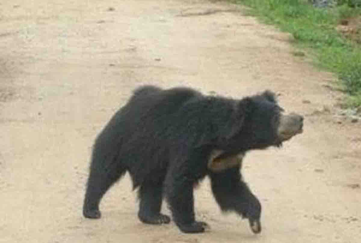 Bear reached settlement, panic spread in chitrakoot