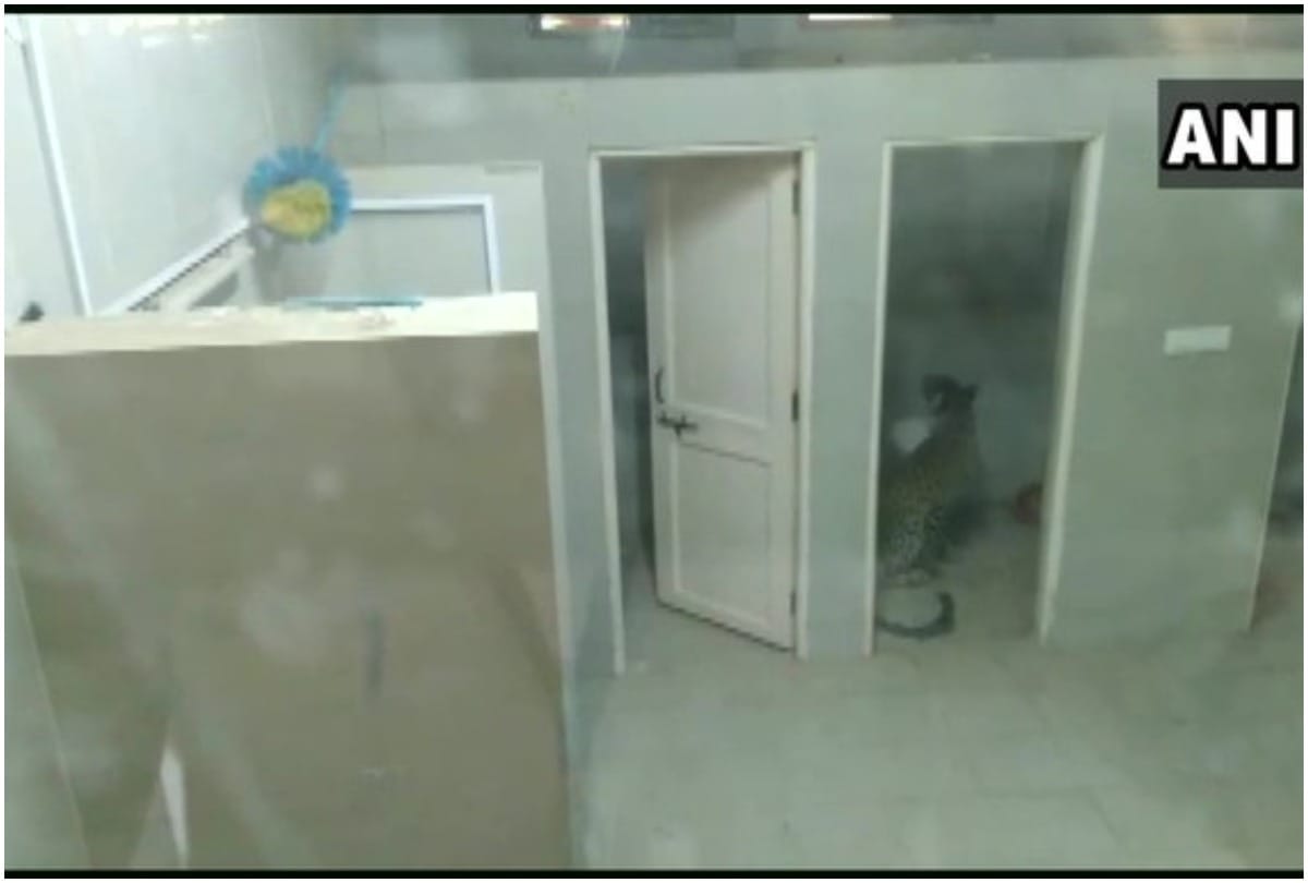 Gujarat A leopard had entered the washroom of Ayurveda Hospital in Kolavada Gandhinagar last night
