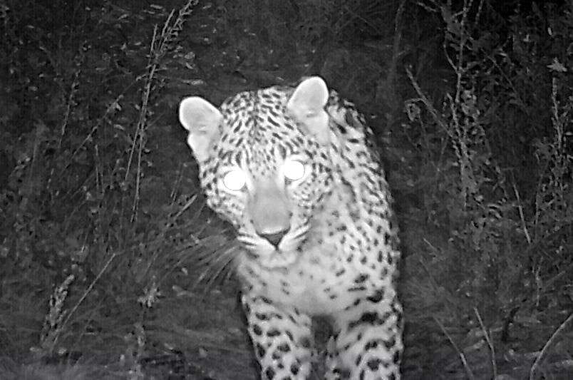 Seven snow leopards seen in Nandadevi Park