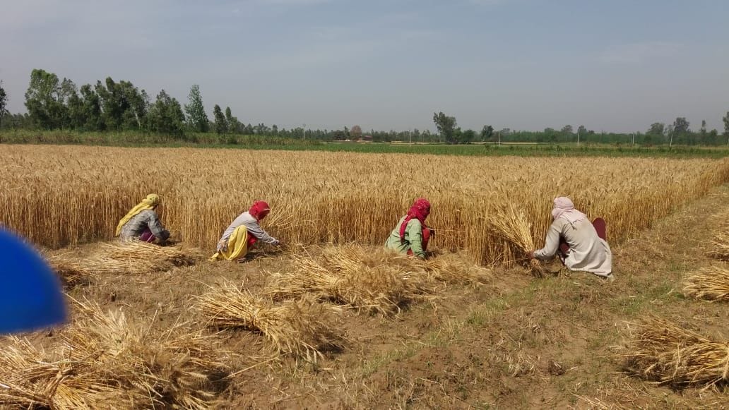 Production of wheat in the district increased due to rain