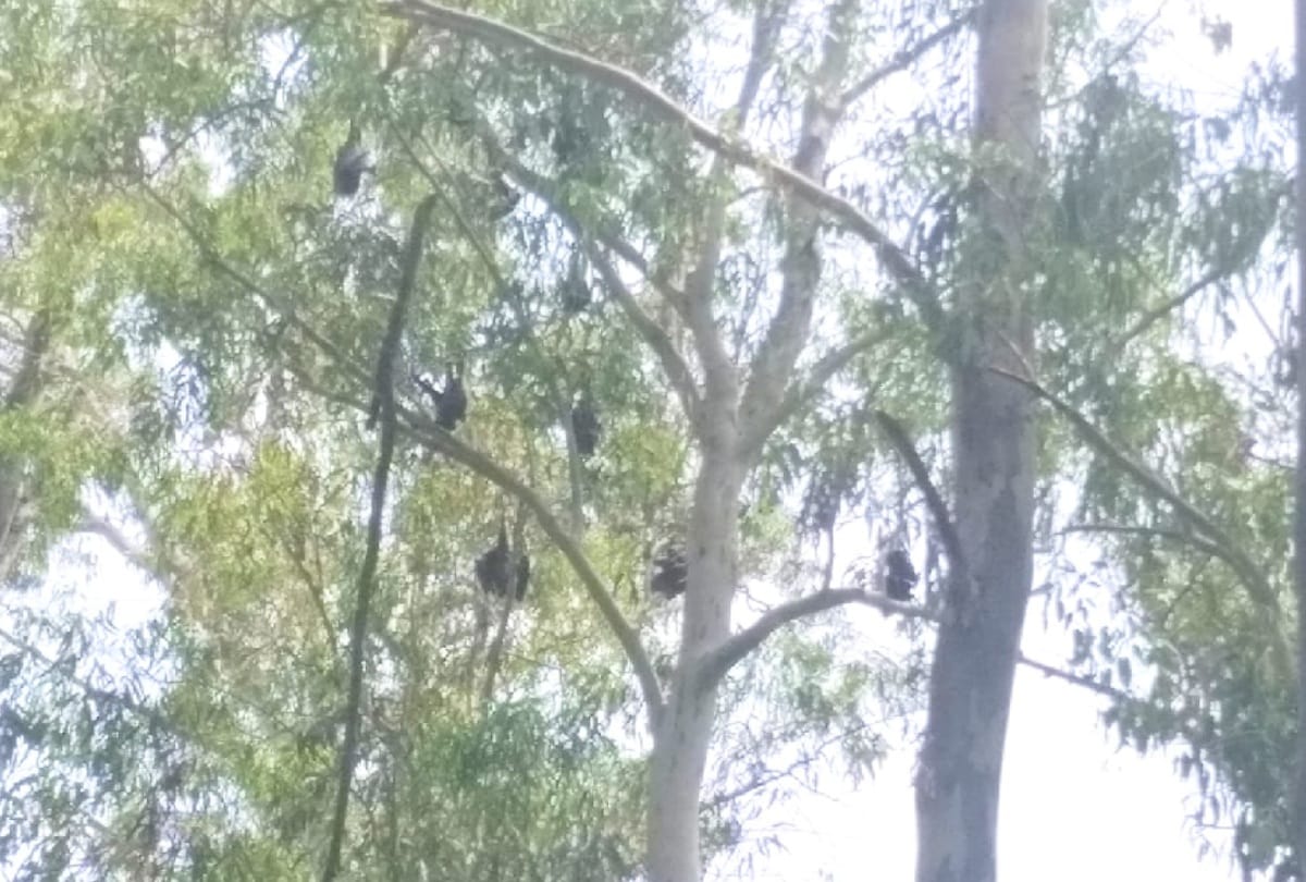Flocks of bats seen in Renuka Century, Forest Department said this