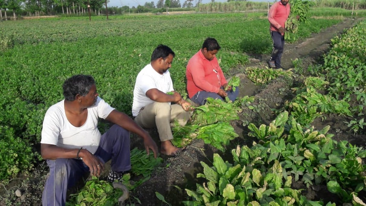 Farmers forced to sell gourd for four rupees per kg