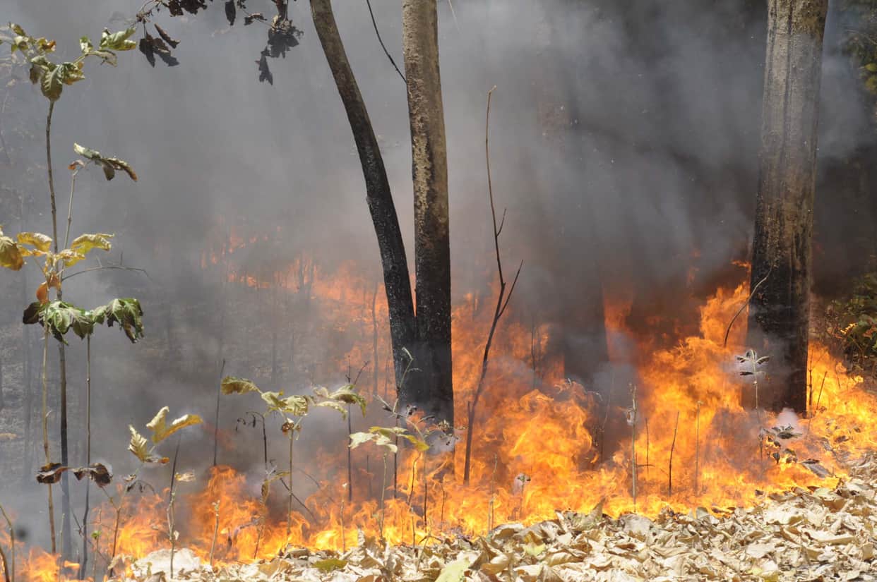 Pratapgarh: Chilbila forest fire, millions of forest wealth ashes