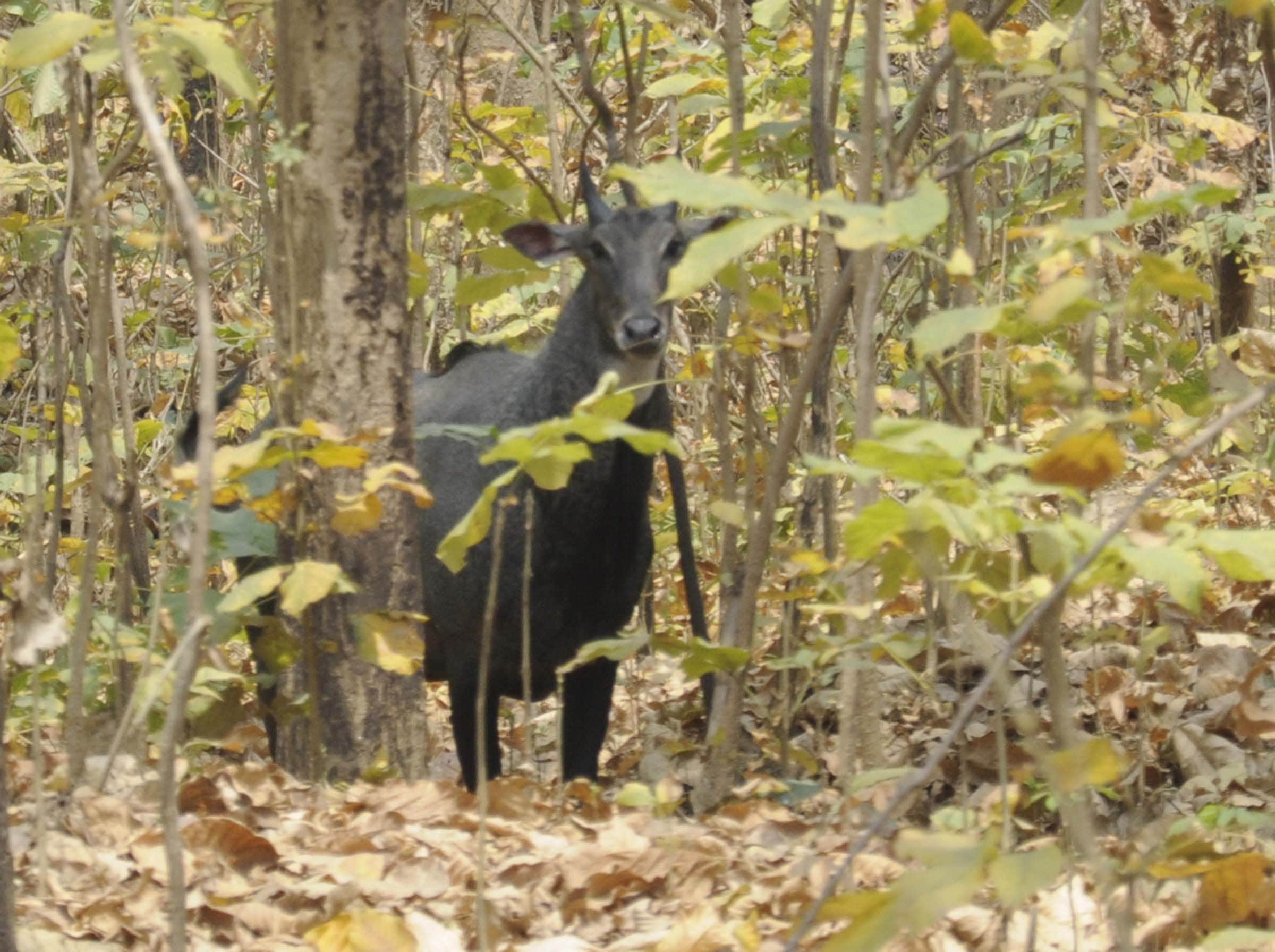 Pratapgarh: Chilbila forest fire, millions of forest wealth ashes