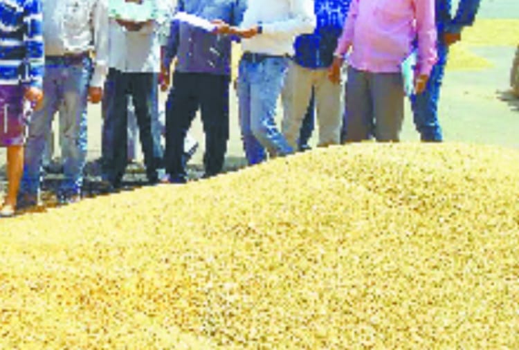 Mustard purchase started in Haryana amid Lockdown