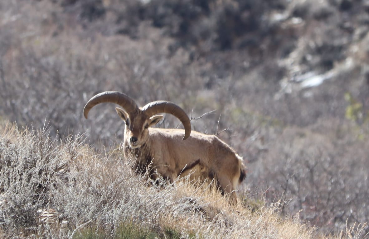 Viral News: Sheep sentenced to three years prison, court ruled on killing the woman