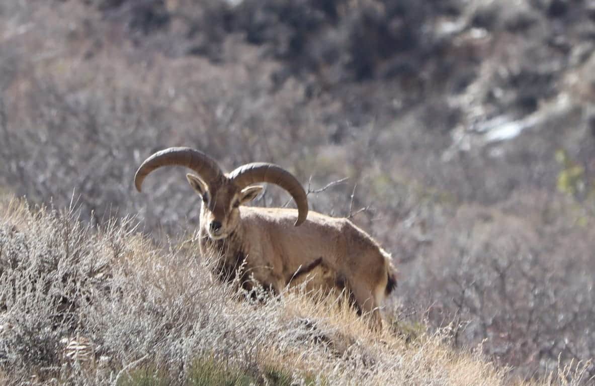 uttarakhand : Rare species of animals photos capture in nanda devi nation park trap camera