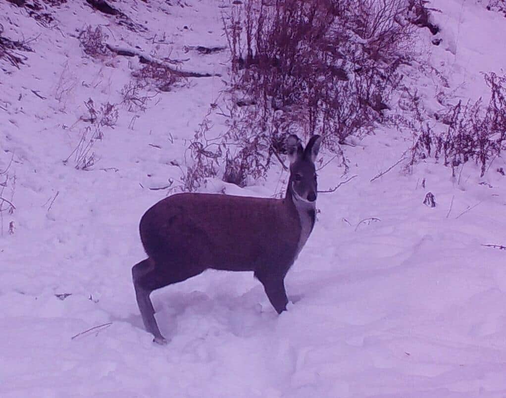 uttarakhand : Rare species of animals photos capture in nanda devi nation park trap camera
