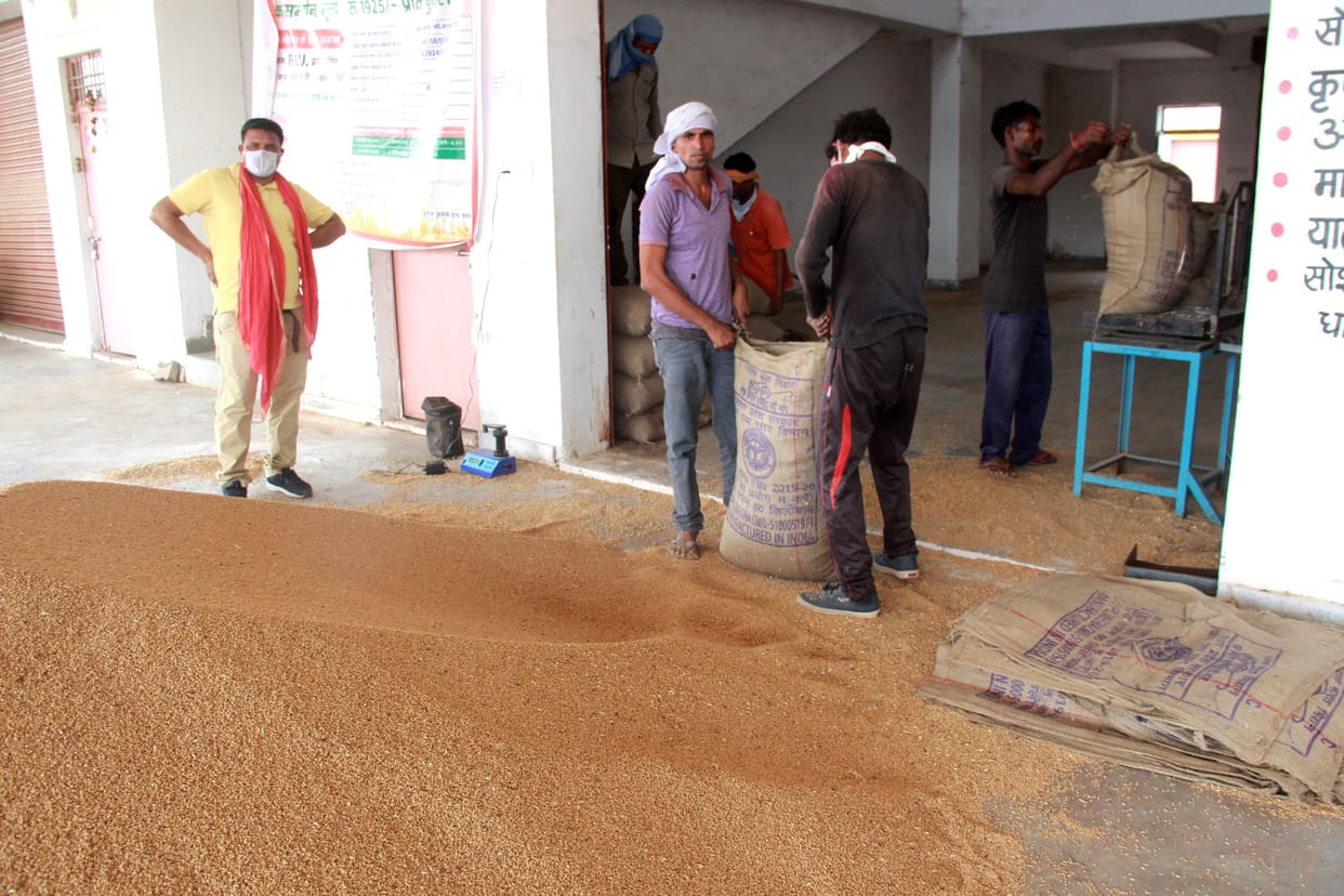 wheat purchease begin