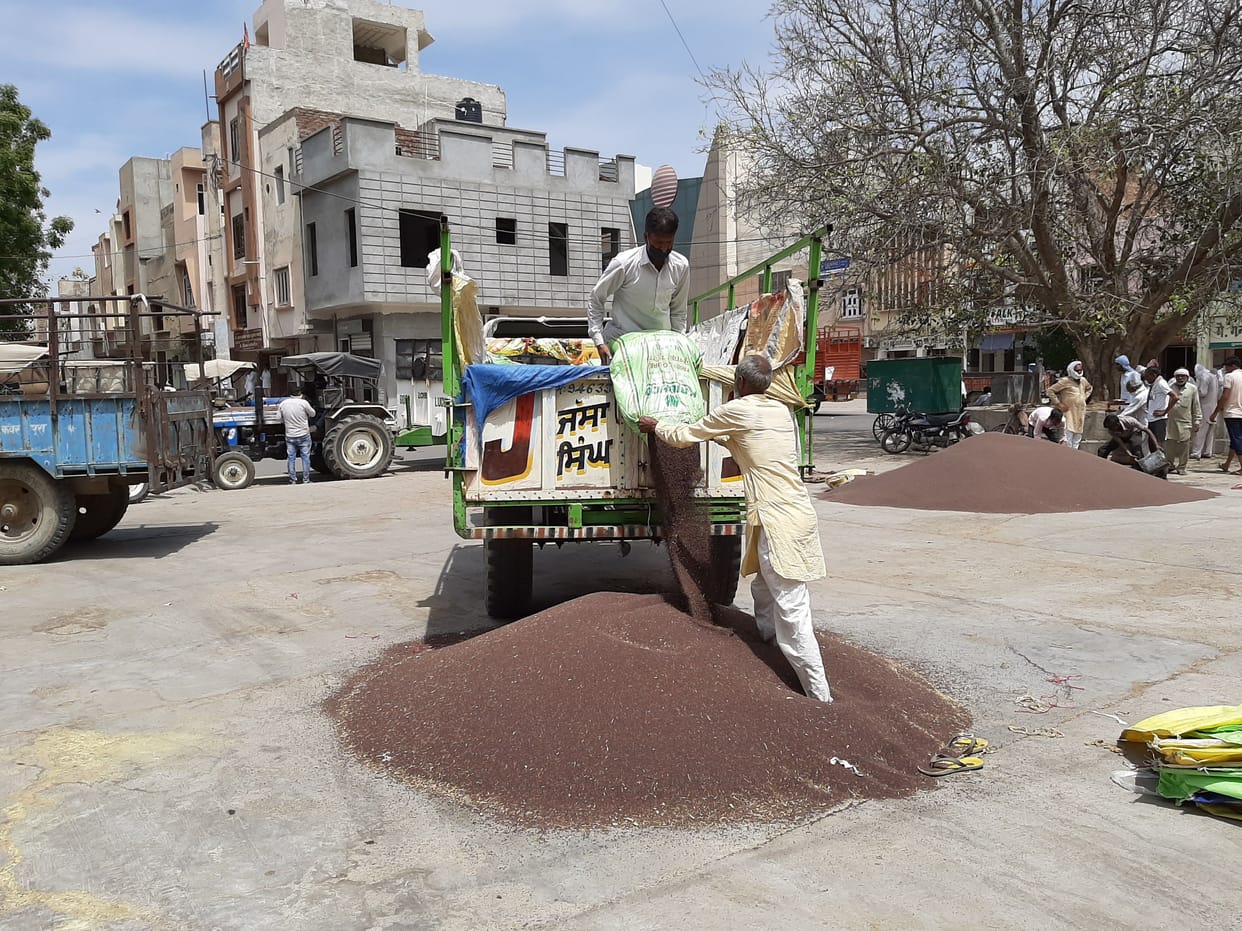 purchase of 2549 quintal mustard on  the second day in sirsa market