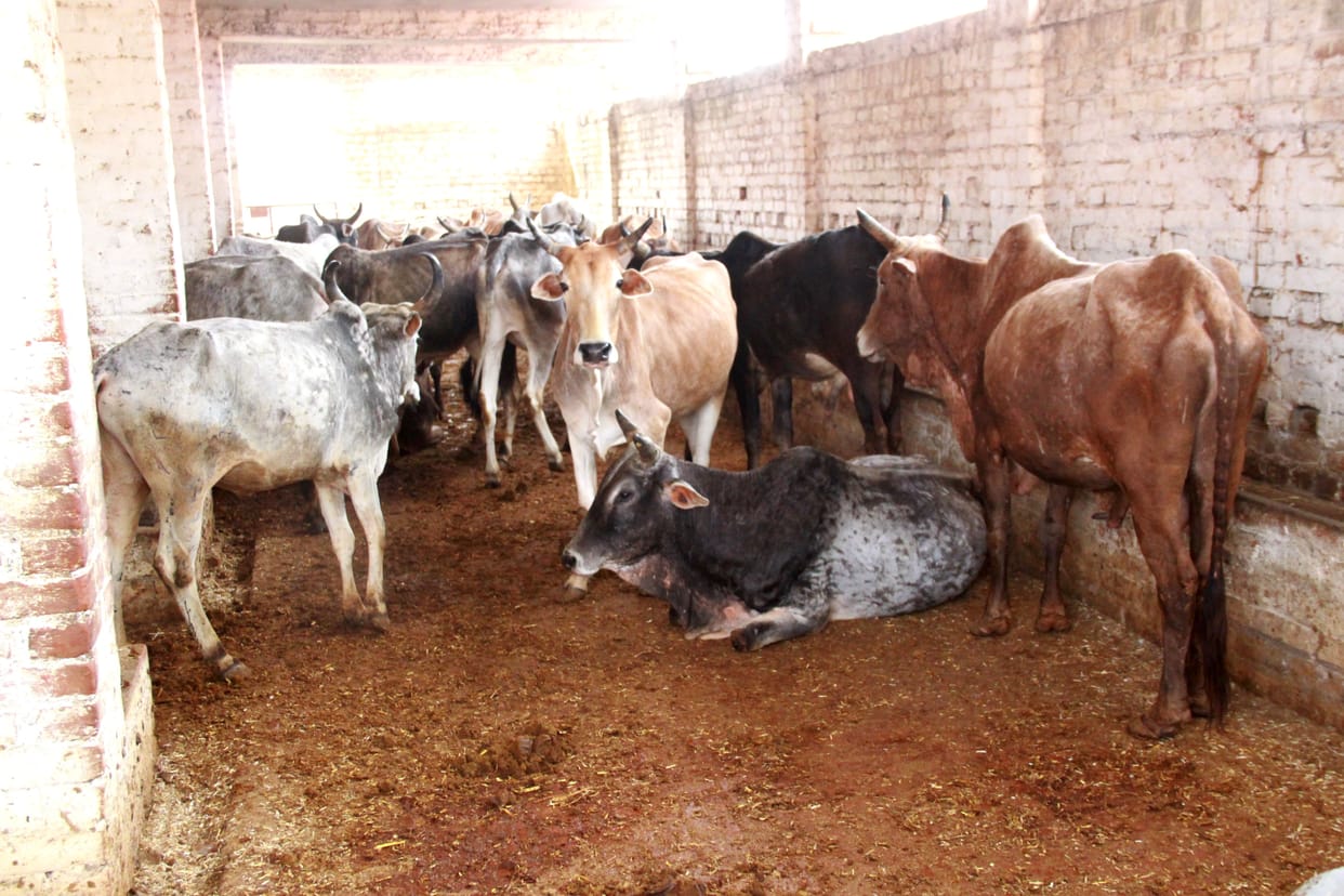 cow hungry in ashraya