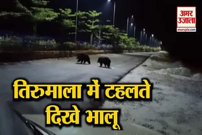 WATCH WILD BEARS ROAM FREELY IN TIRUMALA