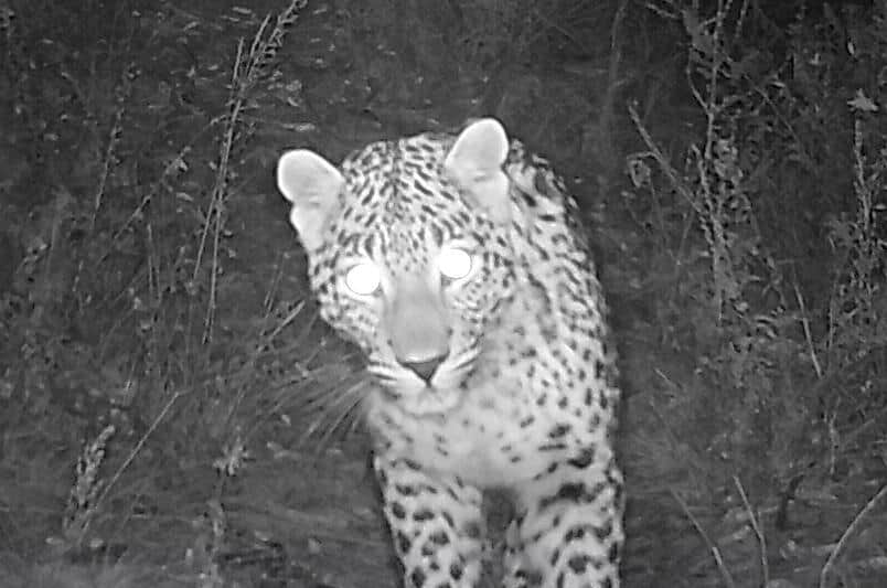 uttarakhand : Rare species of animals photos capture in nanda devi nation park trap camera
