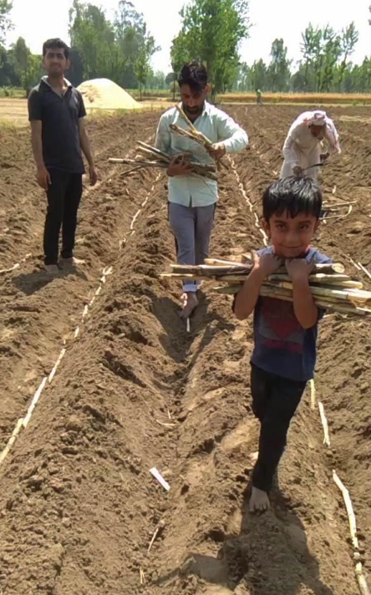 Children enjoying reed sowing