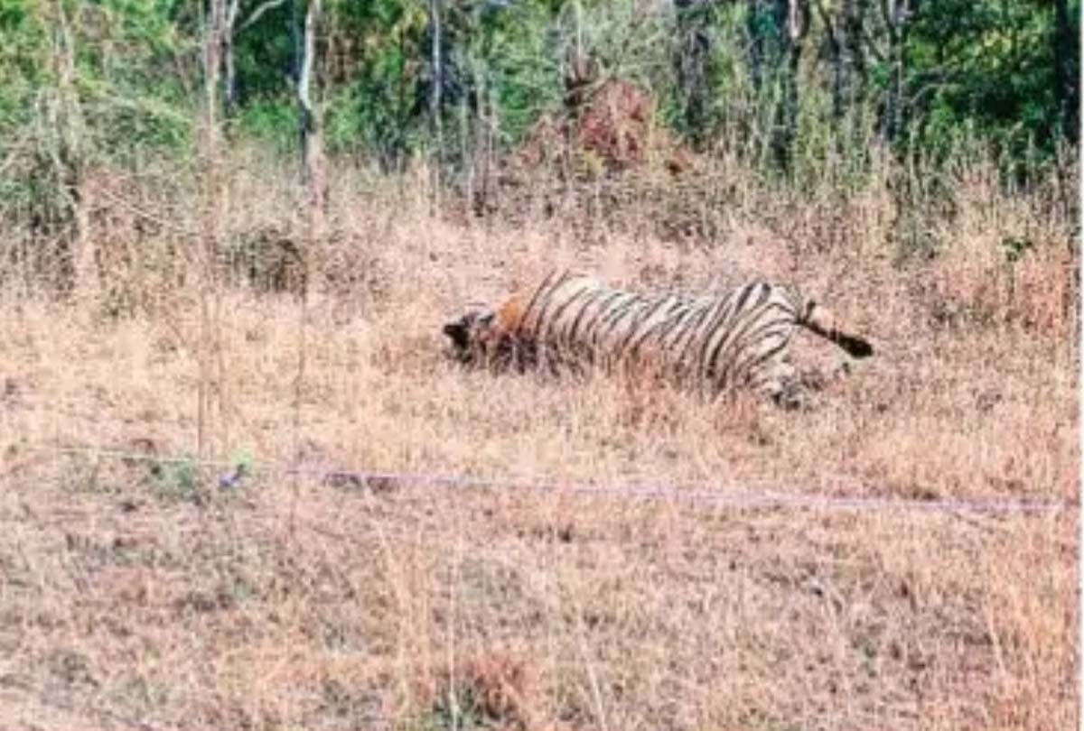 One killed in conflict between two tigers in chitrakoot
