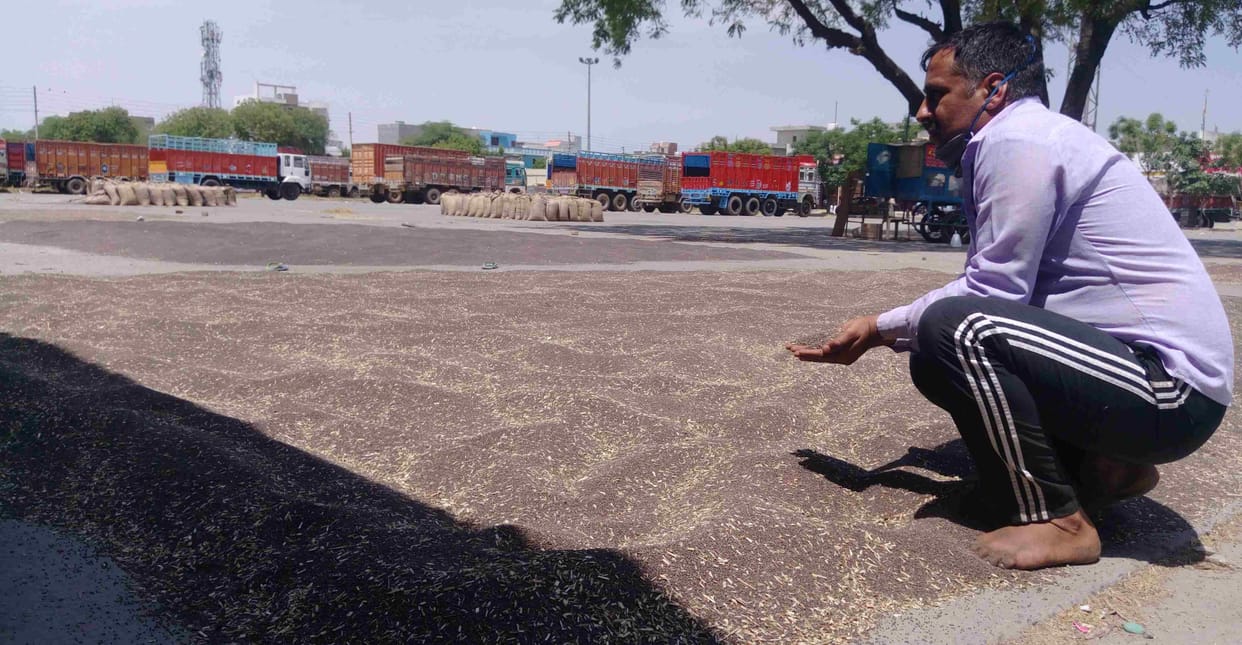 crop purchase, crop market, mustard, farmers, sonipat