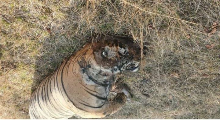 Two tigers died within 11 months