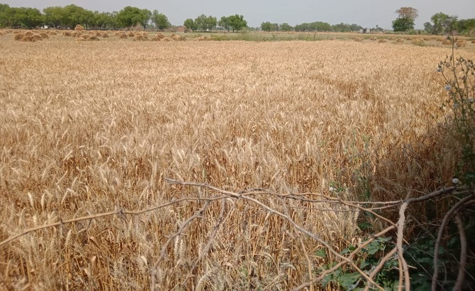 khauph ke sae mein bahaadurapur, nahin kat rahee gehoon kee phasal
