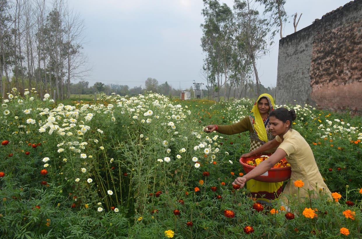Flower cultivation collapses in lockdown, loss to farmers