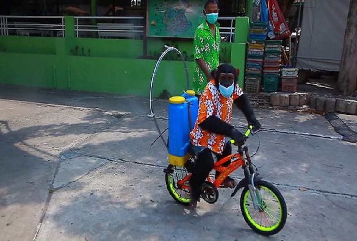 Chimpanzee Wearing Mask and Riding a Bike to Spray Sanitizer in Thailand Zoo