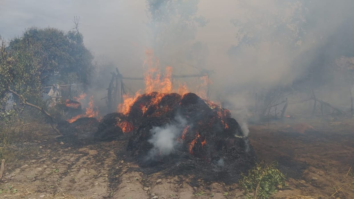 roorkee news: wheat crop burnt, loss more then one lakh