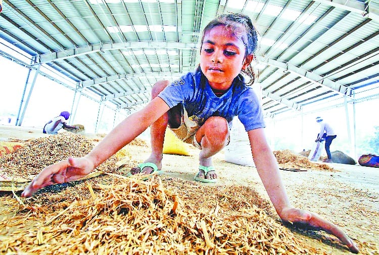 coronavirus, lockdown, hunger crisis, child gathering paddy grains from the garbage