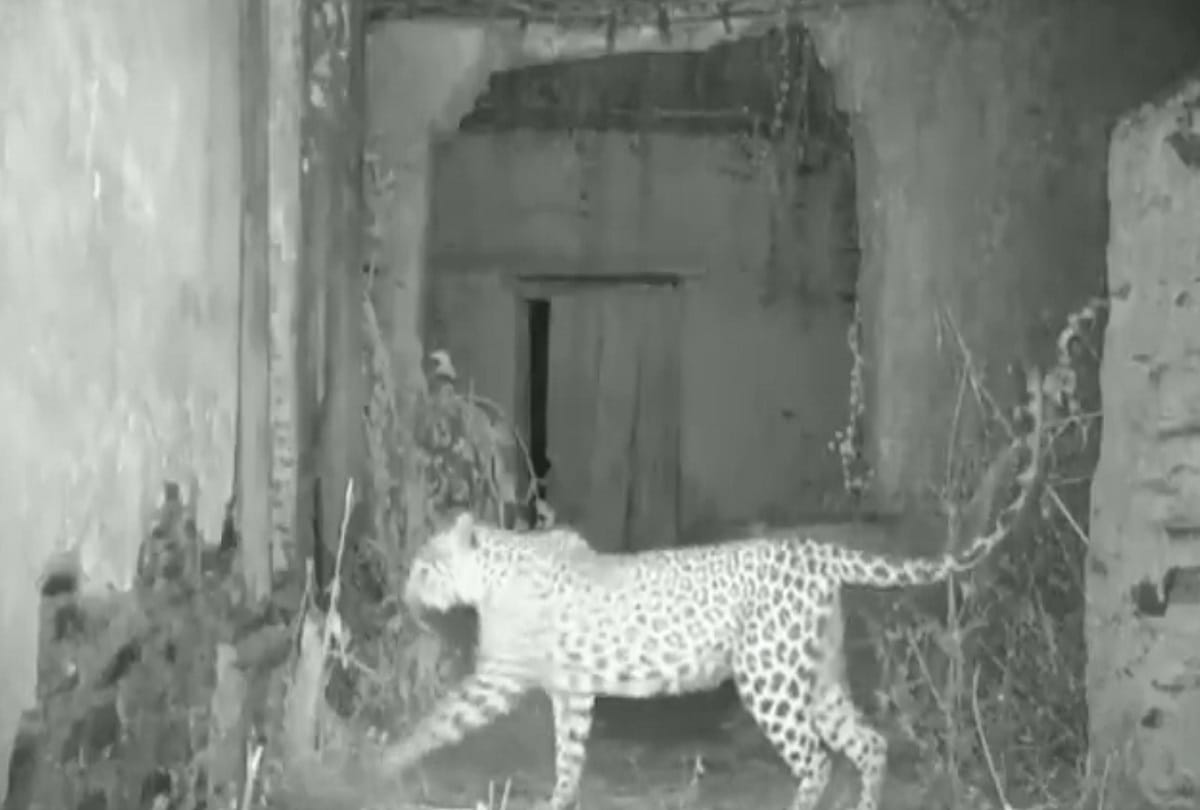Rajasthan: Female leopard living with cubs makes home empty house in Rajsamand, watch video