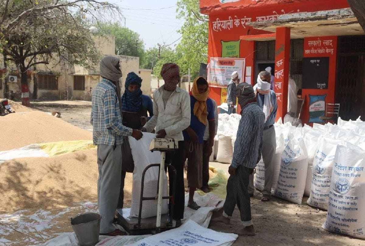 traders buying wheat at a price below support price in mathura