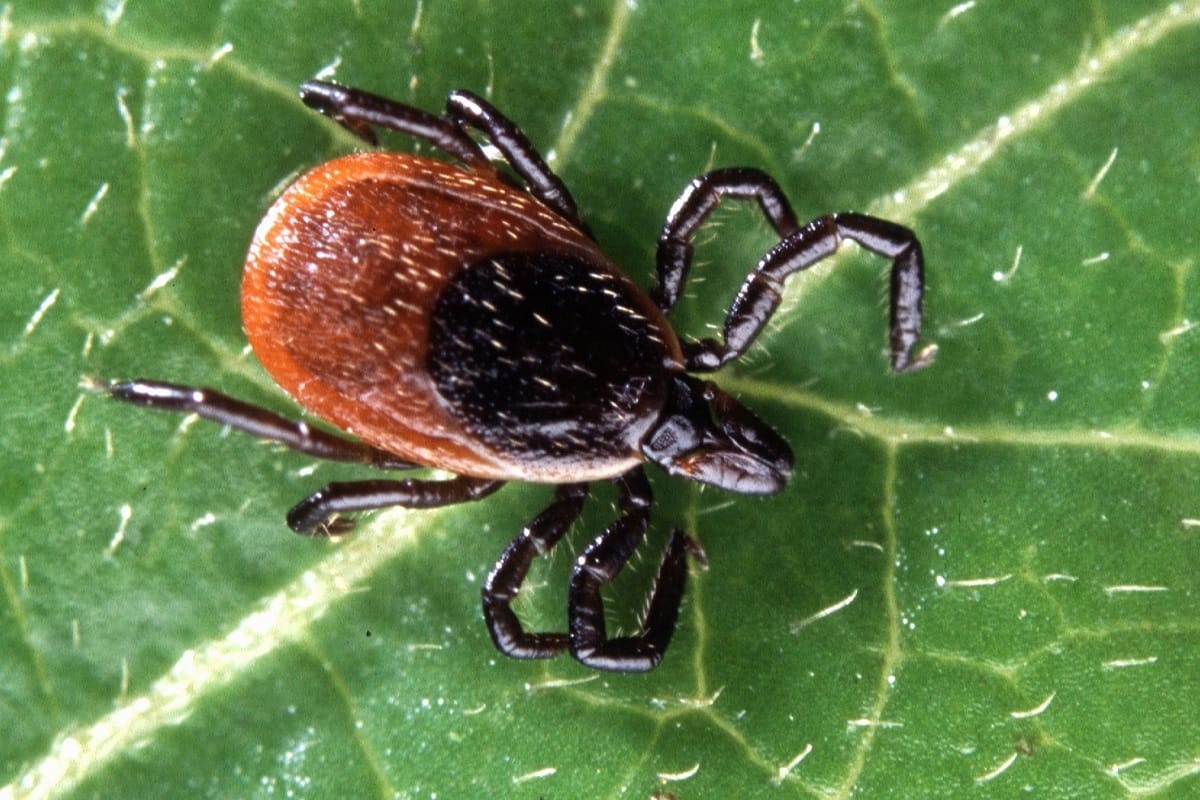 Lyme disease patients found for the first time in Himachal
